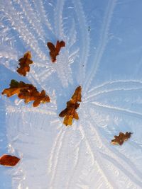 High angle view of starfish on leaf during winter