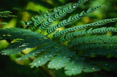 Close-up of raindrops on leaves