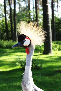 Close-up of bird on grass