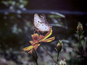 Close-up of butterfly pollinating on flower