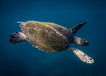 Turtle swimming in sea