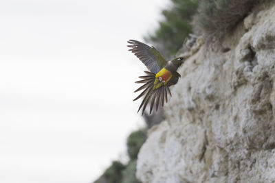 Close-up of bird flying against sky