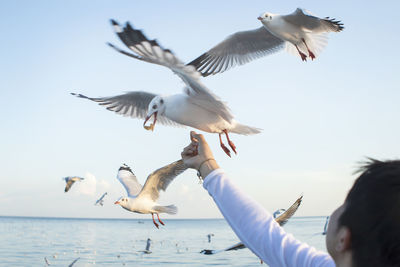 Seagulls flying against sky