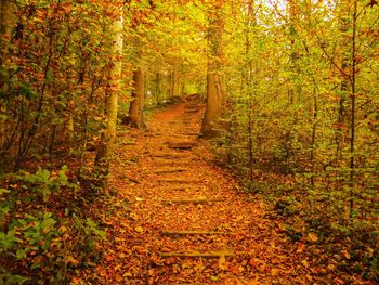 Footpath amidst trees in forest during autumn