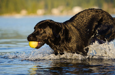 Side view of wet black labrador retriever holding ball in lake