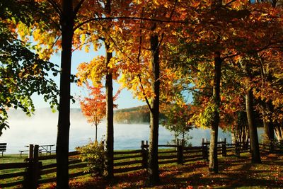 Trees at lakeshore during autumn