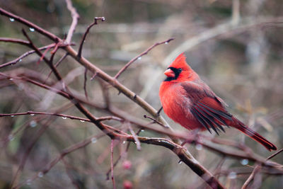 Close-up side view of bird on branches