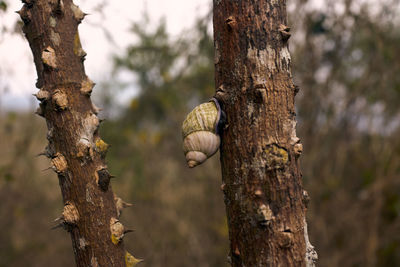 Close-up of shells on tree trunk