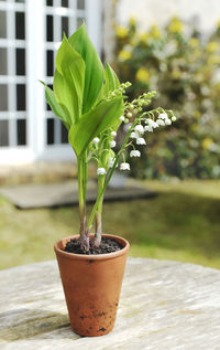 plant