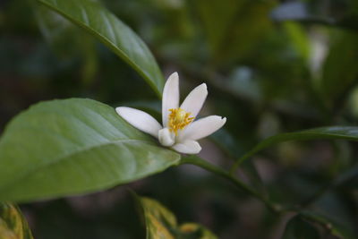 Close-up of white flower blooming outdoors