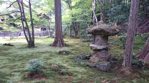 Trees in forest