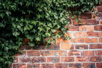 Plants growing on brick wall