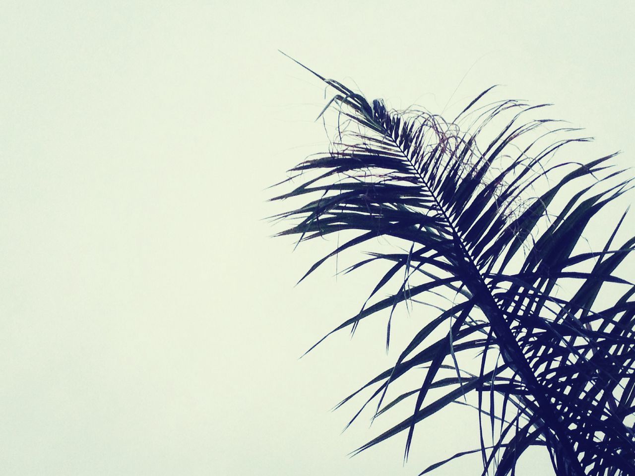 clear sky, growth, low angle view, copy space, palm tree, nature, leaf, plant, beauty in nature, white background, no people, stem, tranquility, studio shot, outdoors, day, close-up, tree, sky, palm leaf