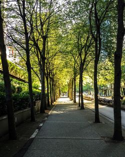 Road passing through forest