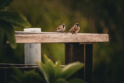 Close-up of bird perching on wood