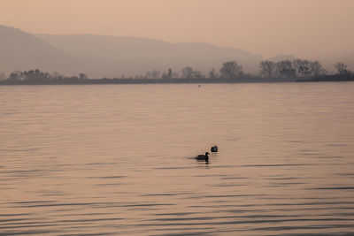 Silhouette duck swimming on river against sky during sunset