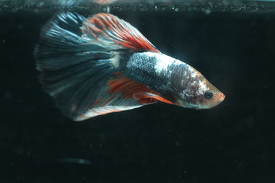 Close-up of koi fish in water