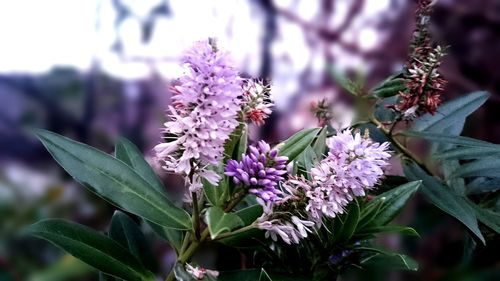 Close-up of purple flowers