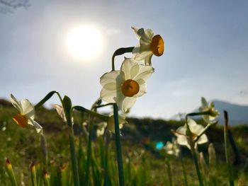 Close-up of flowers blooming on field against sky