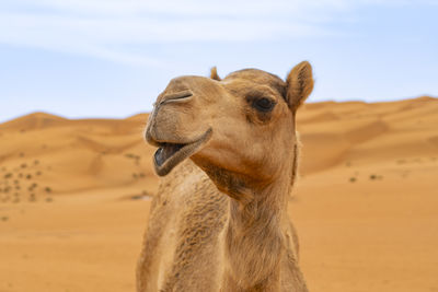 Camels in desert