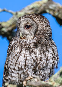 owl
