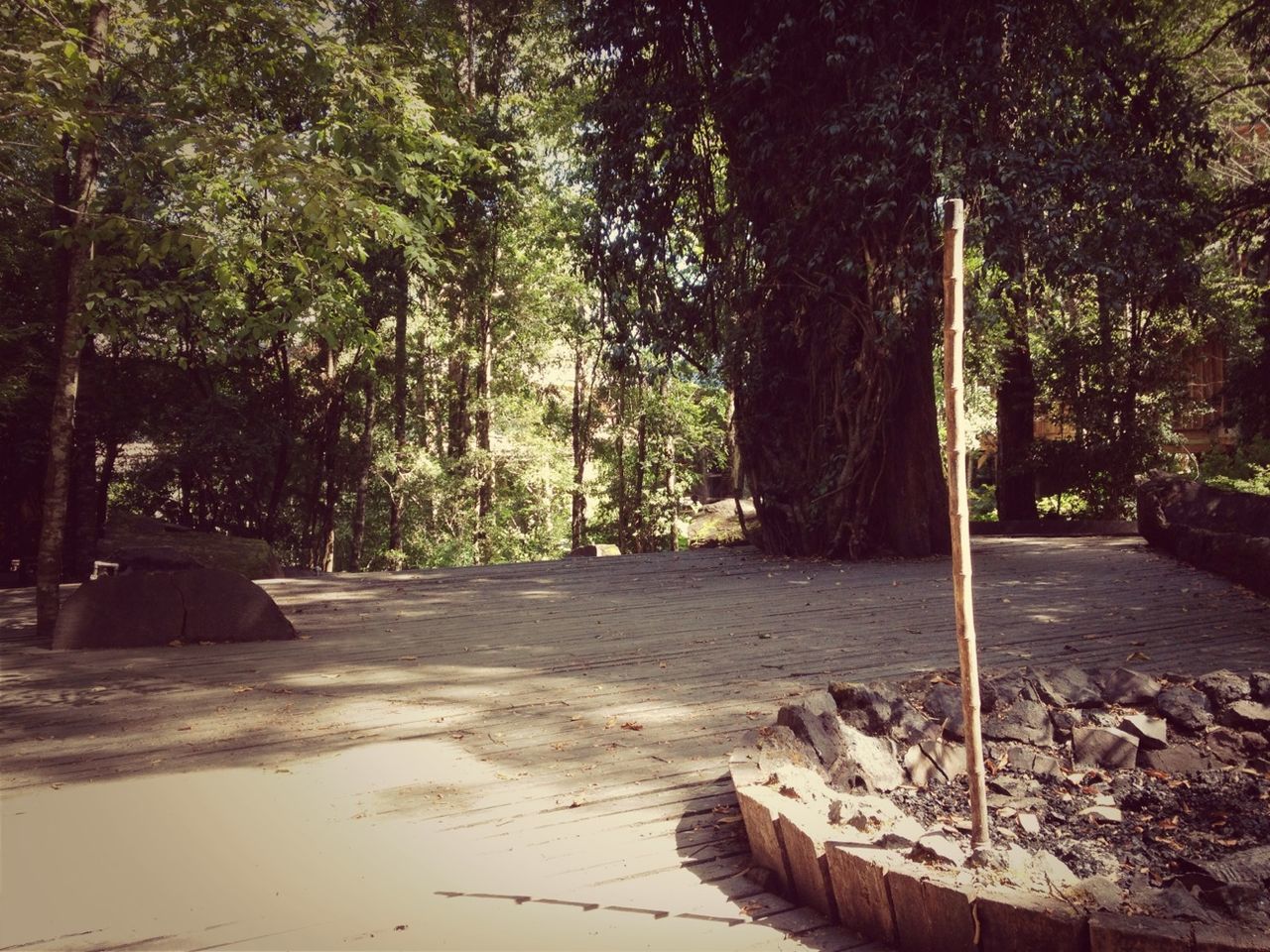 tree, nature, growth, park - man made space, tranquility, outdoors, tree trunk, street light, footpath, sunlight, street, the way forward, built structure, no people, forest, shadow, day, absence, transportation