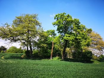 Trees on field against sky