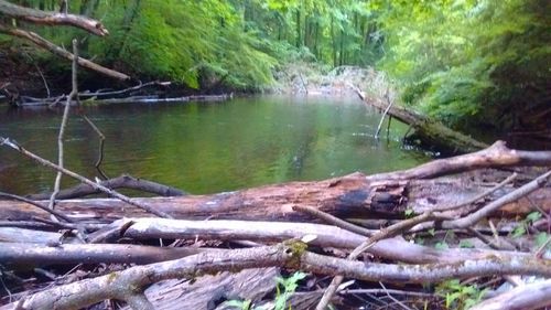 Scenic view of forest