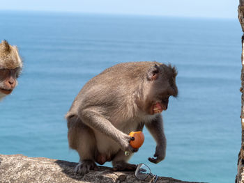 Monkey sitting on the sea