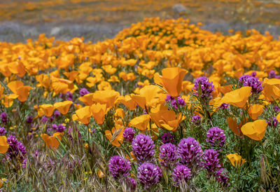 Close-up of fresh purple flowers in field