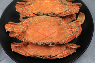 dungeness crab