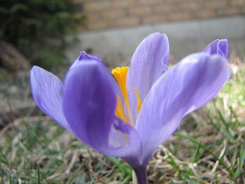 Close-up of purple flowers blooming