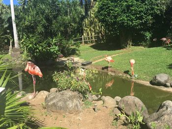 View of birds on rock by lake at zoo