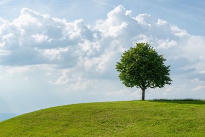 Tree on field against sky