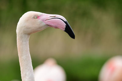 Head shot of a flamingo