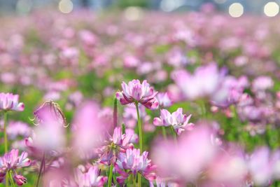 Close-up of pink flowering plant