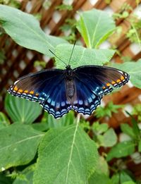 Butterfly on leaf