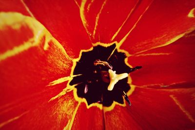 Close-up of red flower