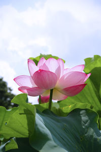 Close-up of pink lotus water lily