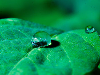 Close-up of water drop on leaf