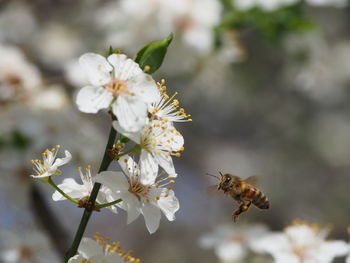 Close-up of bee pollinating on flower