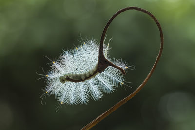 Fire caterpillar on tendril of plant