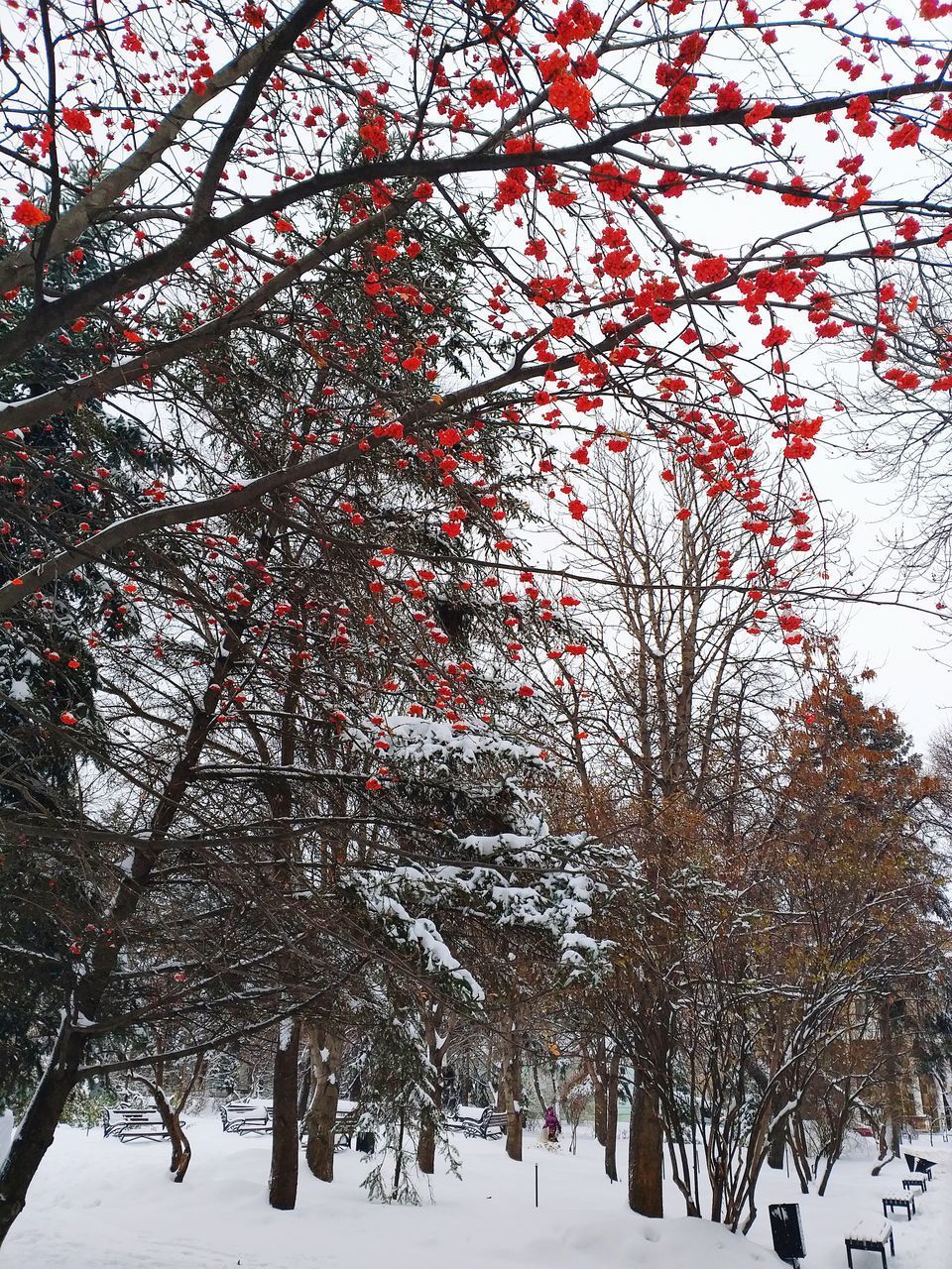 LOW ANGLE VIEW OF SNOW COVERED PLANTS