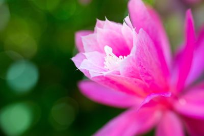 Close-up of pink flower