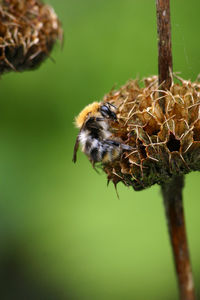 Close-up of bee pollinating flower