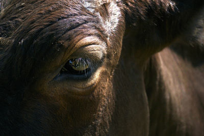 Close-up of horse eye