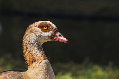 Close-up of a bird looking away