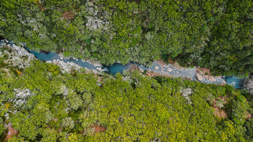 High angle view of moss on rock by lake