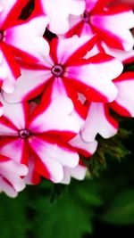 Close-up of pink flowers blooming outdoors