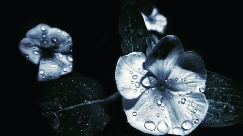 Close-up of flower against black background